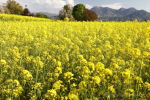 EOS5DsR+EF24-70mmF2.8LⅡUSM 35mm f16 1/20sec ISO100 PLフィルター