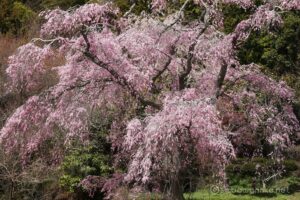 EOS5DsR+EF100-400mmF4.5-5.6L ISⅡUSM 271mm f11 1/25sec ISO100 PLフィルター