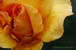 EOS5DsR+EF100mmF2.8L IS MacroIS USM 100mm f8 1/15sec ISO200 PLフィルター