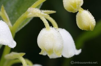 EOS5DsR+EF100mmF2.8L IS MacroIS USM 100mmトリミング f11 0.5sec ISO100 PLフィルター