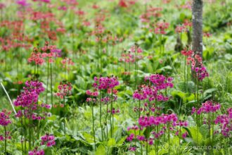 EOS5DsR+EF100-400mmF4.5-5.6L ISⅡUSM 176mm f5.6 1/6sec ISO100 PLフィルター