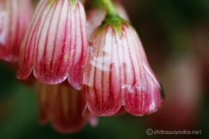 EOS5DsR+MACRO50mmF2.8 EX DG f4.5 1/50sec ISO200 PLフィルター