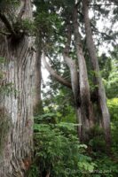 EOS5D MarkⅡ+EF24-105mmF4L IS USM 24mm f16 0.7sec ISO200 PLフィルター