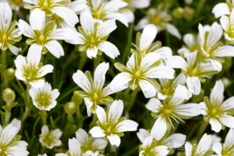 EOS5DsR+EF100mmF2.8L IS MacroIS USM 100mm f11 0.3sec ISO100 PLフィルター