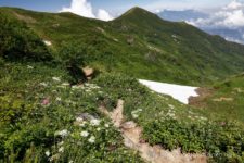 吹上のコルにて、日本海へ続く栂海新道と別れると、ここも一面のお花畑。
白色のお花にシモツケソウのピンク色や紫色が混じって美しいスポットです。