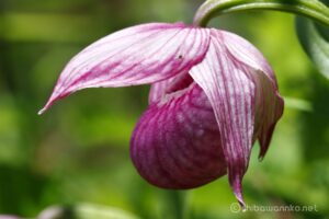 EOS5DsR+EF100mmF2.8L IS MacroIS USM 100mm f8 1/40sec ISO100 PLフィルター