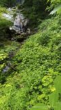 巻き道が草で埋もれていて分りづらい。
この日は蒸し暑くて沢沿いでも涼しくない。
持参した水が心もとなくなってきたので、脇から流れ込む沢水を手にとって飲んでみる。
美味しくな~~~い。
ここ桑の木沢は、尾白川渓谷や石空渓谷の「南アルプスの天然水」で有名なエリアのはずなんですけど(笑)。