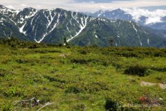 緑で覆われオレンジ色のクルマユリが点在する山頂の向こうには、雲湧く剱岳。
剱岳があんなに南側に見えるなんて。
ここが北アルプスの北端です。なんだか感慨深い。
