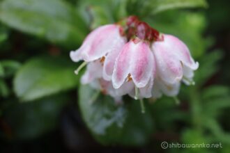 EOS5DsR+MACRO50mmF2.8 EX DG トリミング f8 1/8sec ISO100 PLフィルター