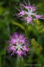 EOS5DsR+MACRO50mmF2.8 EX DG f5.6 1/30sec ISO100