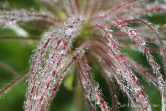 EOS5DsR+MACRO50mmF2.8 EX DG トリミング f8 1/80sec ISO100 PLフィルター