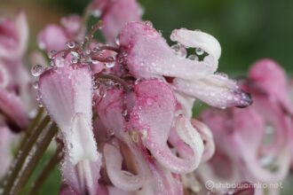 EOS5DsR+MACRO50mmF2.8 EX DG f8 1/100sec ISO100 PLフィルター