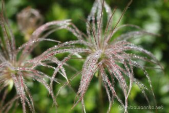 EOS5DsR+MACRO50mmF2.8 EX DG f8 1/80sec ISO100 PLフィルター