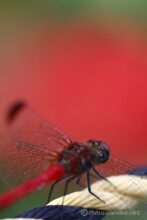 ゆっくり近づくとなかなか逃げないので、これは撮れるかも。
マクロレンズに交換して赤とんぼとヒガンバナを重ねてみる。