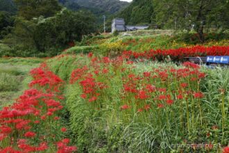 EOS5DsR+EF24-70mmF2.8LⅡUSM 35mm f11 1/25sec ISO100 PLフィルター