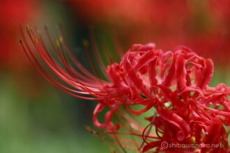 EOS5DsR+EF100mmF2.8L IS MacroIS USM 100mm f4 1/60sec ISO100 PLフィルター