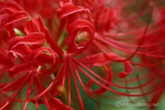 EOS5DsR+EF100mmF2.8L IS MacroIS USM 100mm f6.3 1/20sec ISO100 PLフィルター