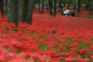 EOS5DsR+EF70-200mmF4L ISⅡ USM 123mm f16 0.8sec ISO100 PLフィルター