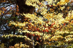 黄葉が眩しい。