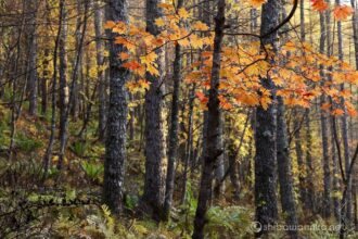 EOS5D MarkⅡ+EF70-200mmF4L IS USM 70mm f11 2sec ISO200 PLフィルター