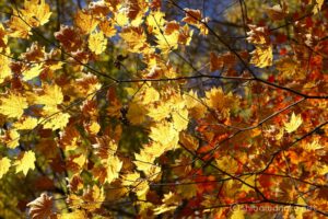 EOS5D MarkⅡ+EF24-105mmF4L IS USM 105mm f8 1/60sec ISO200 PLフィルター