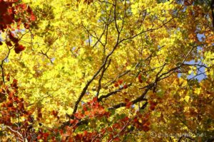 EOS5D MarkⅡ+EF24-105mmF4L IS USM 80mm f16 1/8sec ISO200 PLフィルター