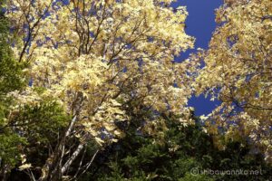 EOS5D MarkⅡ+EF24-105mmF4L IS USM 60mm f11 1/45sec ISO200 PLフィルター