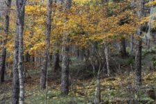 そして今日は、七面山と櫛形山の2つの200名山を好条件で登れて、充実感が半端ない。