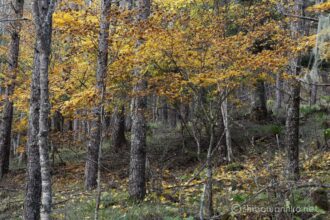 EOS5D MarkⅡ+EF70-200mmF4L IS USM 85mm f11 4sec ISO200 PLフィルター