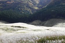 早々に金時山を下山した後は、箱根の仙石原のススキを見に行きます。
ちょうど見頃の時期だけあって、非常に混雑しています。