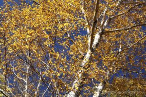 EOS5D MarkⅡ+EF24-105mmF4L IS USM 67mm f16 1/15sec ISO200 PLフィルター