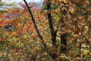 EOS5D MarkⅡ+EF24-105mmF4L IS USM 70mm f16 1/8sec ISO200 PLフィルター