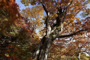 EOS5D MarkⅡ+EF24-105mmF4L IS USM 24mm f11 1/8sec ISO200 PLフィルター