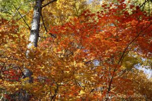 EOS5D MarkⅡ+EF24-105mmF4L IS USM 65mm f11 1/6sec ISO200 PLフィルター