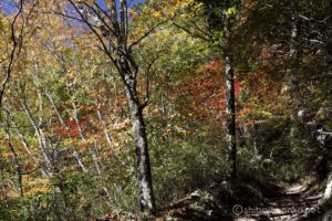 EOS5D MarkⅡ+EF24-105mmF4L IS USM 47mm f11 1/20sec ISO200 PLフィルター