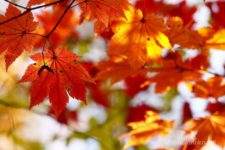 短い時間ながらも、櫛形山の紅葉と富士山と南アルプスの展望が見れた満足の行く山行でした。