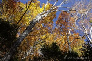 EOS5D MarkⅡ+EF24-105mmF4L IS USM 40mm f11 1/15sec ISO200 PLフィルター