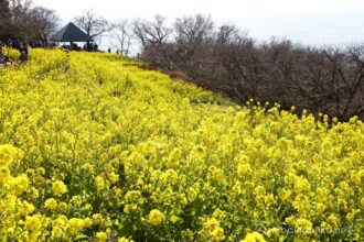 EOS5DsR+EF24-70mmF2.8LⅡUSM 59mm f16 1/25sec ISO100 PLフィルター