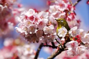 EOS5DsR+EF100-400mmF4.5-5.6L ISⅡUSM 400mmトリミング大 f5.6 1/200sec ISO100 PLフィルター