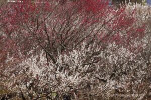 EOS5DsR+EF100-400mmF4.5-5.6L ISⅡUSM 256mm f16 1/8sec ISO100 PLフィルター