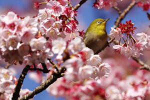 EOS5DsR+EF100-400mmF4.5-5.6L ISⅡUSM 400mmトリミング大 f5.6 1/200sec ISO100 PLフィルター