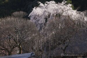 EOS5DsR+EF100-400mmF4.5-5.6L ISⅡUSM 142mm f16 1/6sec ISO100 PLフィルター