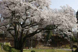 EOS5DsR+EF24-70mmF2.8LⅡUSM 50mm f16 1/25sec ISO100 PLフィルター
