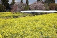 菜の花畑の脇には梯子が用意されてい、高い位置から菜の花畑と慈雲寺のイトザクラを俯瞰することができます。
菜の花畑を見渡してみたい方は、ぜひ梯子に登って見てみるとよいでしょう。