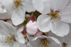 日曜日の昼下がり。休日が終わるのが名残惜しくて、まだまだ桜を眺めていたい。
せっかくなので、マクロで大きく張り出した桜の花を撮ってみる。
う~ん、曇りなので若干鮮やかさが足りないか、、、と桜の接写に勤しんでいると列車が近づいてくる音がする。