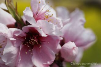 EOS5DsR+EF100mmF2.8L IS MacroIS USM 100mm f8 1/60sec ISO100 PLフィルター