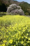 う~ん、縦位置がいいのか横位置がいいのか。朝だとちょっとベタ光線で陰影が少ない。
1本桜でいろんな方向から撮れるので、朝だけでなく昼や夕方等、様々な時間で撮ることができるでしょう。