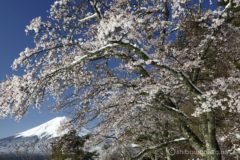 何枚も何枚も雪と桜と富士の写真が出来上がる。
二度と撮れないから、思いつく限りのカットを撮っておこう。