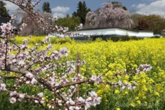 菜の花畑の端まで来ると桃の花が咲いているので、桃の花と絡めてみたり。
桃とシダレザクラで菜の花畑をサンドイッチ。
いいな~、慈雲寺やっぱり最高!