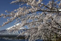 今日の目的は河口湖の桜。桜を撮りに来たら雪景色まで取れてしまってなんか変な感じだ。
河口湖に着くと、たっぷりの雪と満開の桜と降雪直後の真っ白な富士。